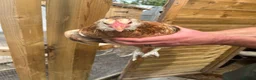 Mixed Breed poultry for sale: Rumpless Arucana Hen Polish, Brahma, silkie chicks - Advert 7