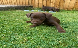Patterdale Terrier dogs for sale: ⭐️PATTERDALE TERRIER PUPPIES  - Image 20
