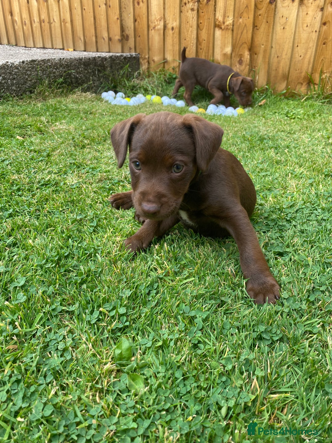 Patterdale Terrier dogs for sale: ⭐️PATTERDALE TERRIER PUPPIES  - Image 20