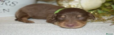 Miniature Dachshund Puppy 3