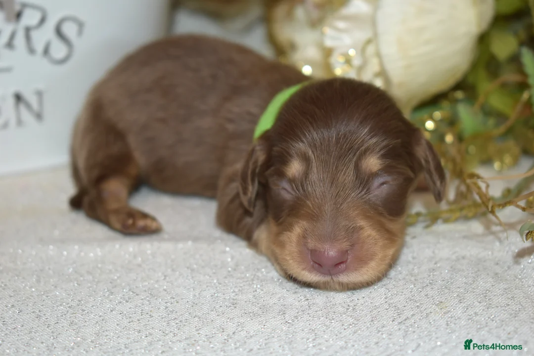 Miniature Dachshund dogs for sale: KC Long Coat Miniature Dachshund Puppies - Advert 27