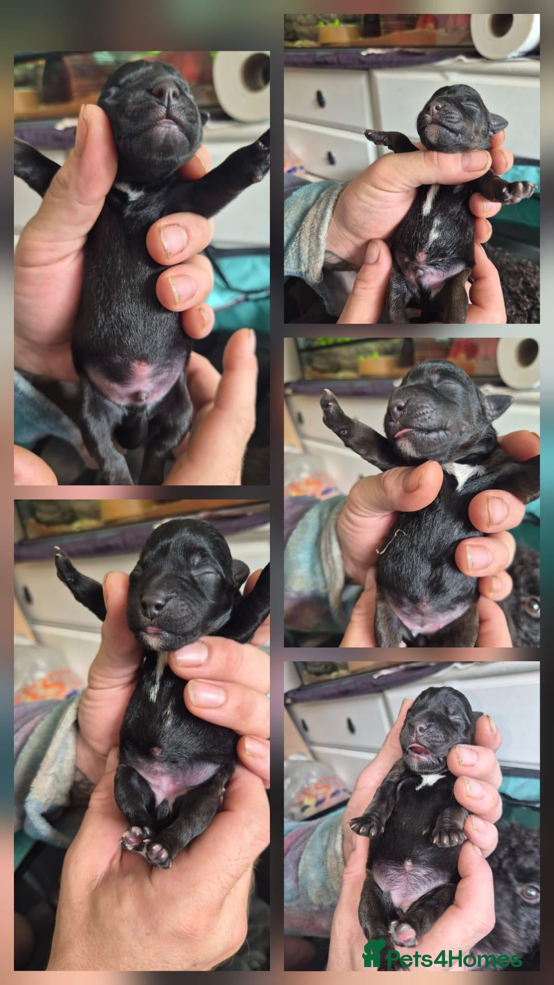 Mixed Breed dogs Patterjacks parson terrier x patterdale - Advert 1