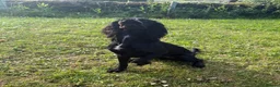 Cocker Spaniel dogs for sale: Female Cocker Spaniel in Llanerchymedd - Advert 4