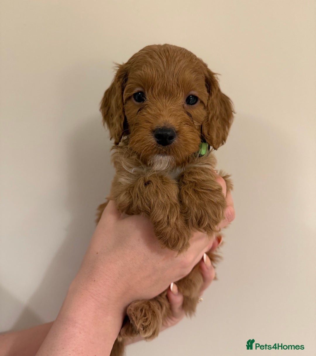 Cockapoo dogs for sale: GORGEOUS F1 TOY COCKAPOO BOY - Advert 1