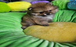 Pomeranian dogs for sale: Sweet Baby Pom boy - Image 4