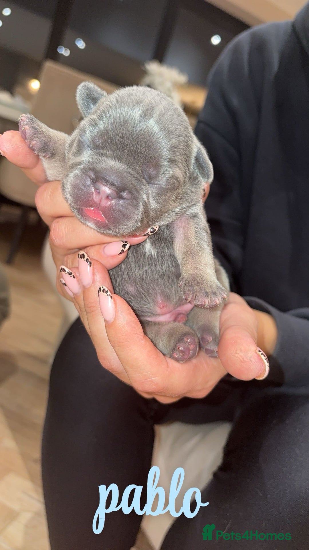 French Bulldog dogs for sale: French bulldog puppies  - Advert 5