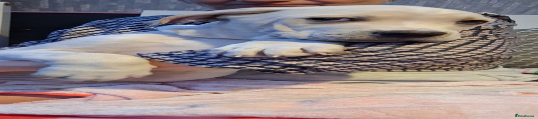 Cane Corso Puppy 6 bling