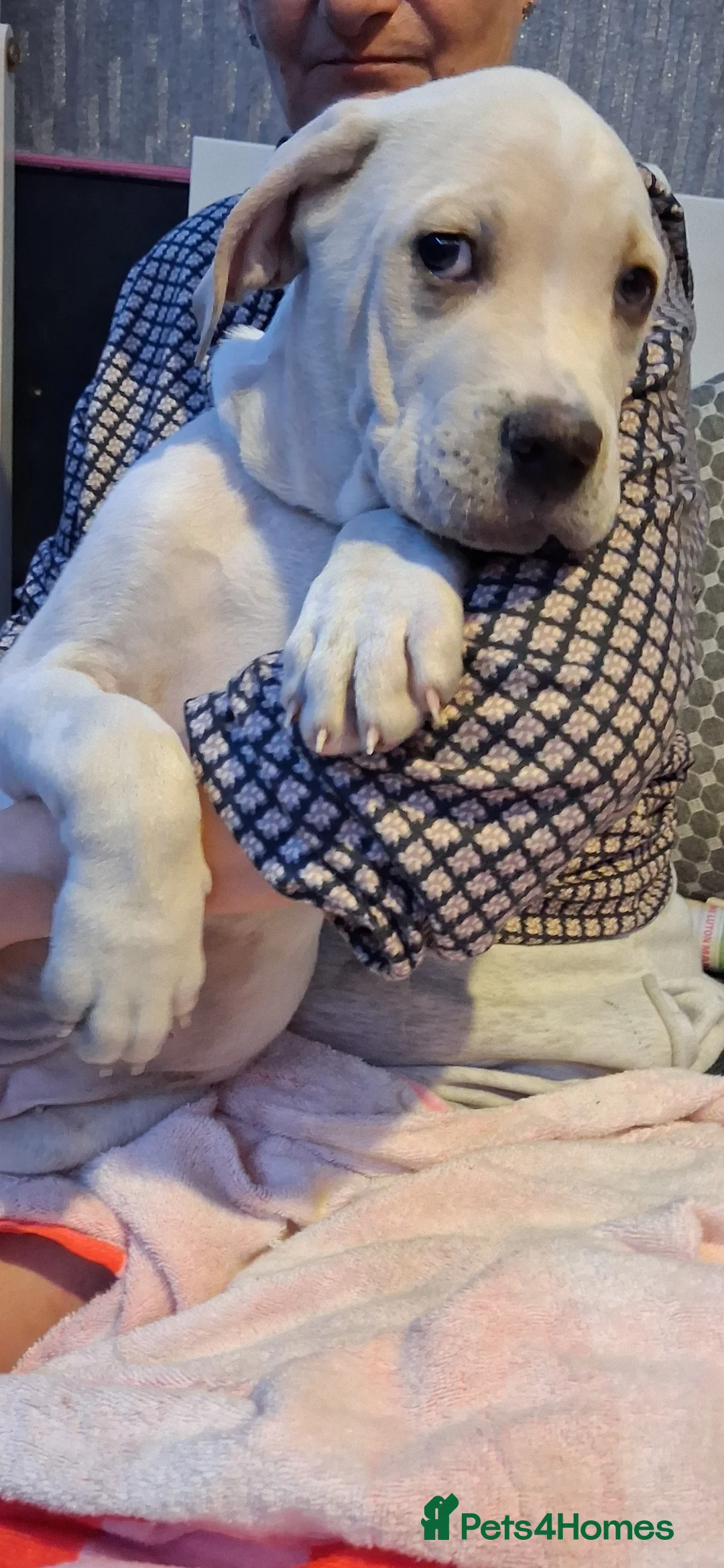 Cane Corso dogs for sale: Beautiful rear straw/white cane corso puppies. - Advert 8
