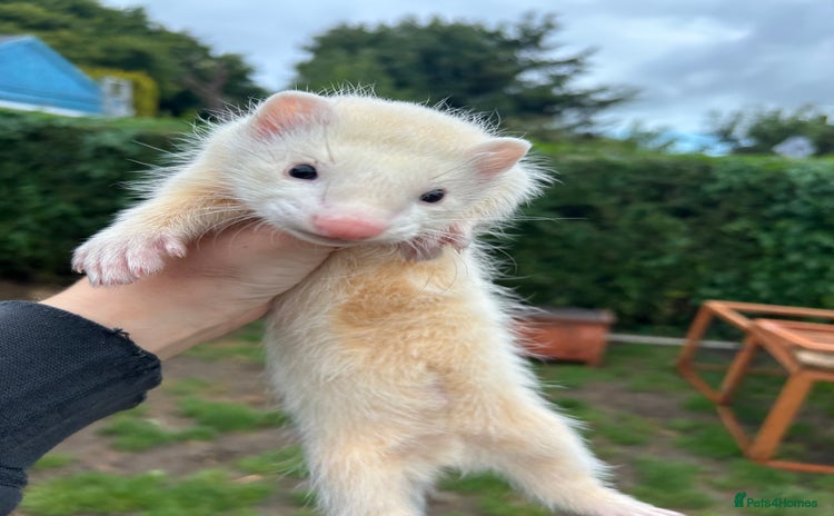 Ferret rodents - Advert 1