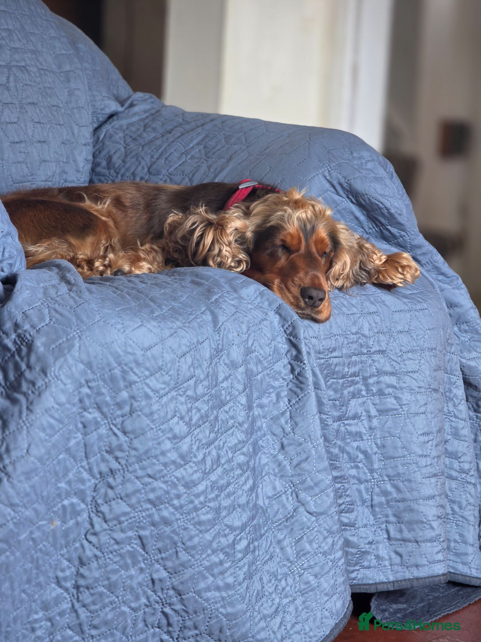 Cocker Spaniel dogs Looking for a stud  - Advert 1