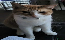 Mixed Breed cats for sale: Mixed breed male cat - Image 1