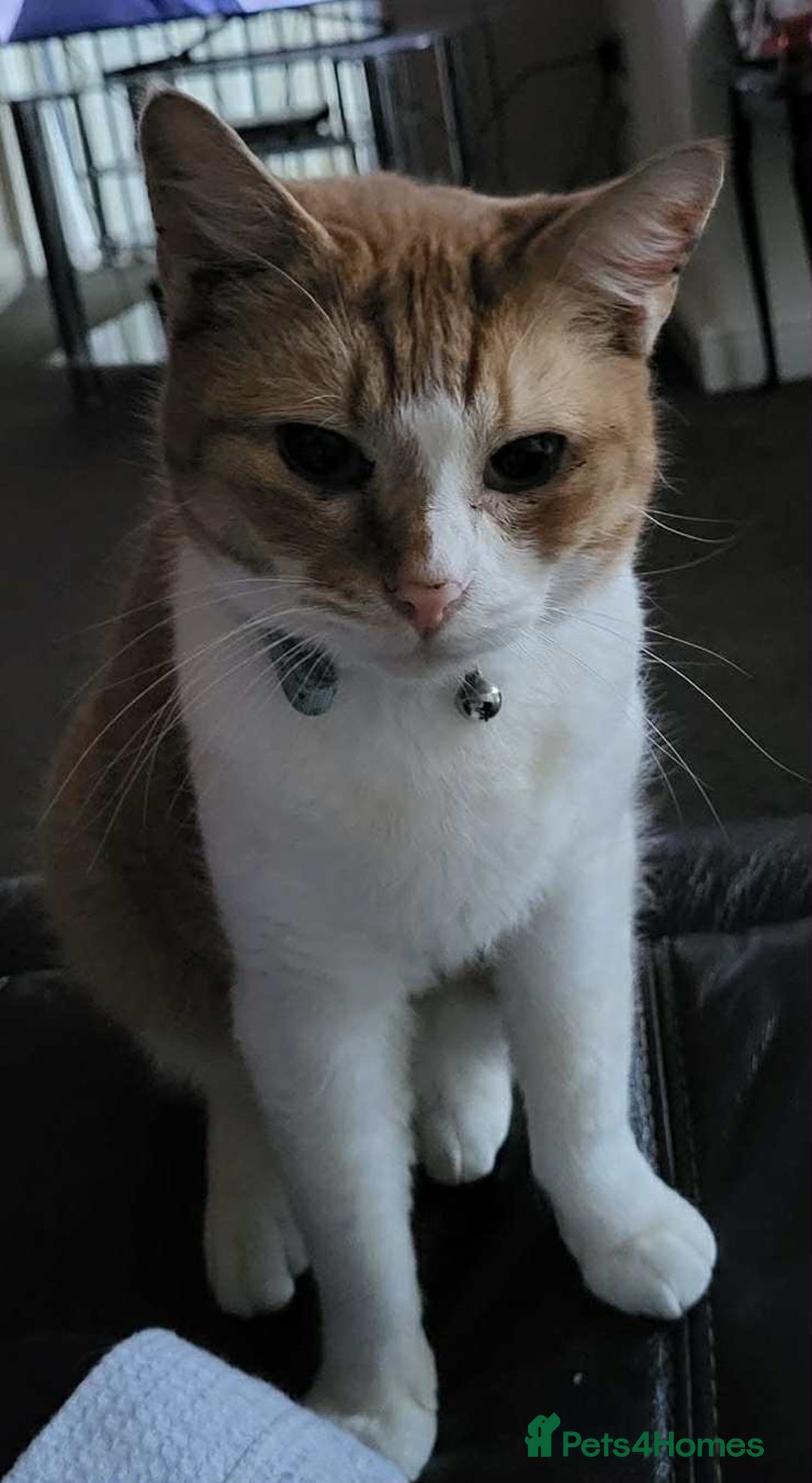 Mixed Breed cats for sale: Mixed breed male cat - Image 1