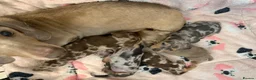 Miniature Dachshund dogs for sale: Elite Miniature Dachshund Litter in Torquay - Advert 15