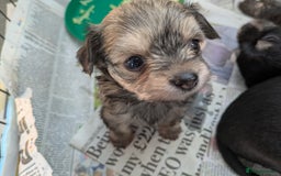 Chipoo dogs for sale: Health tested, non shed chipoos - Image 30