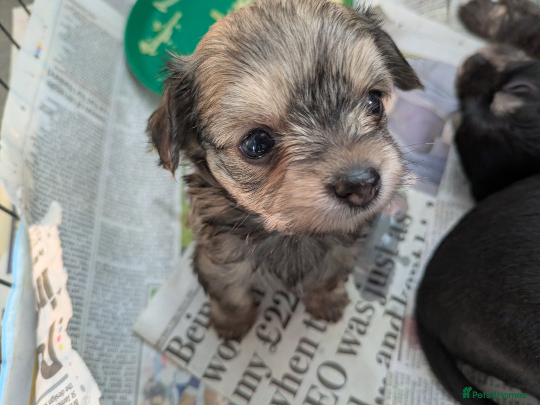 Chipoo dogs for sale: Health tested, non shed chipoos - Image 30