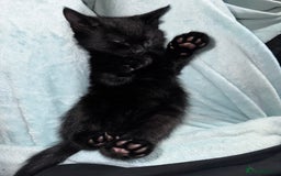 British Shorthair cats for sale: Loki - 6 months old kitten - Image 5