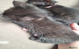 Mixed Breed cats for sale: STUNNING KITTENS  - Image 23