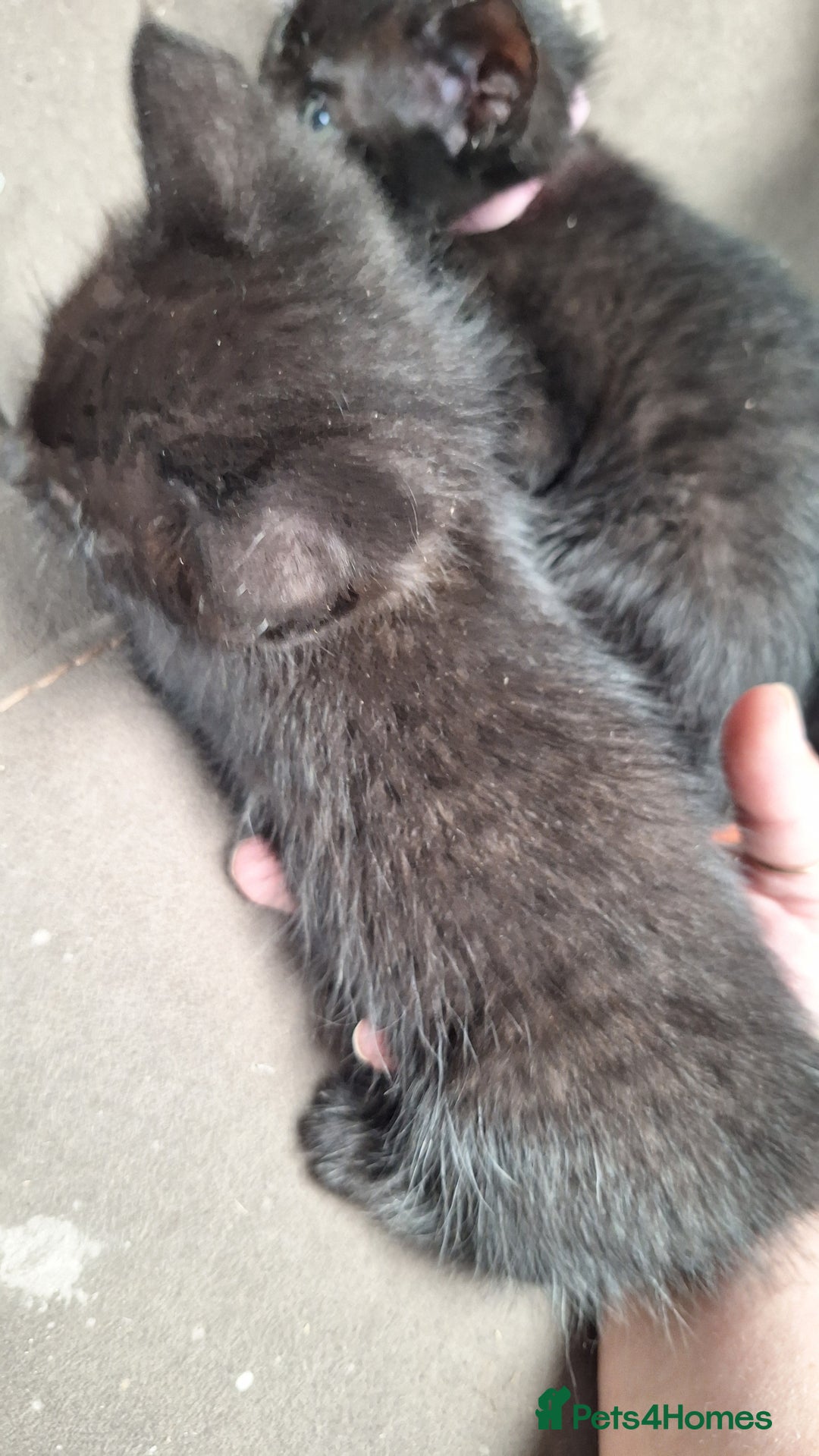 Mixed Breed cats for sale: STUNNING KITTENS  - Image 23