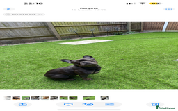 French Bulldog dogs for sale: Beautiful 4 Year Old French Bulldog  - Image 4