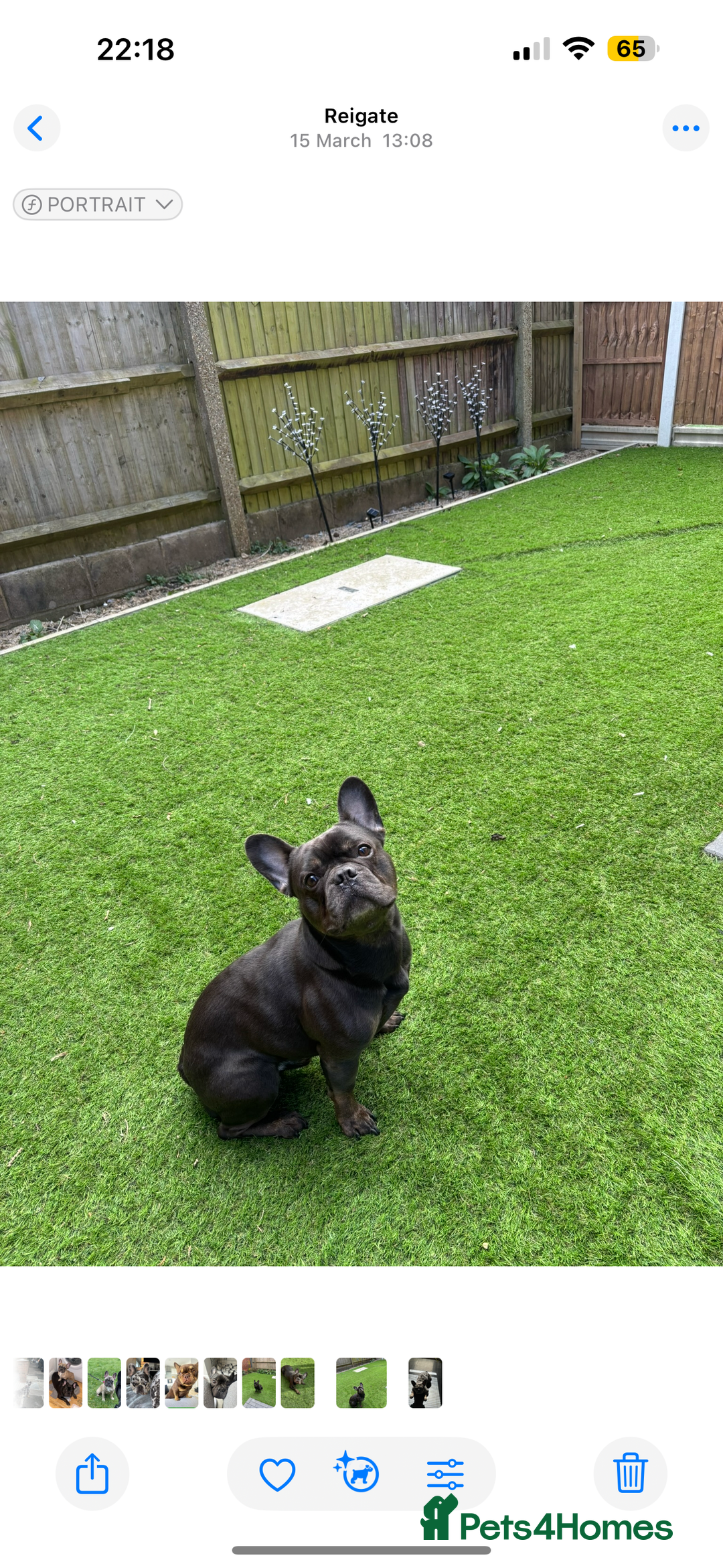 French Bulldog dogs for sale: Beautiful 4 Year Old French Bulldog  - Image 4