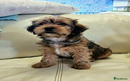 Shorkie dogs for sale: Shihtzu/ Maltese/ Yorkshire Terrier Puppies - Image 6