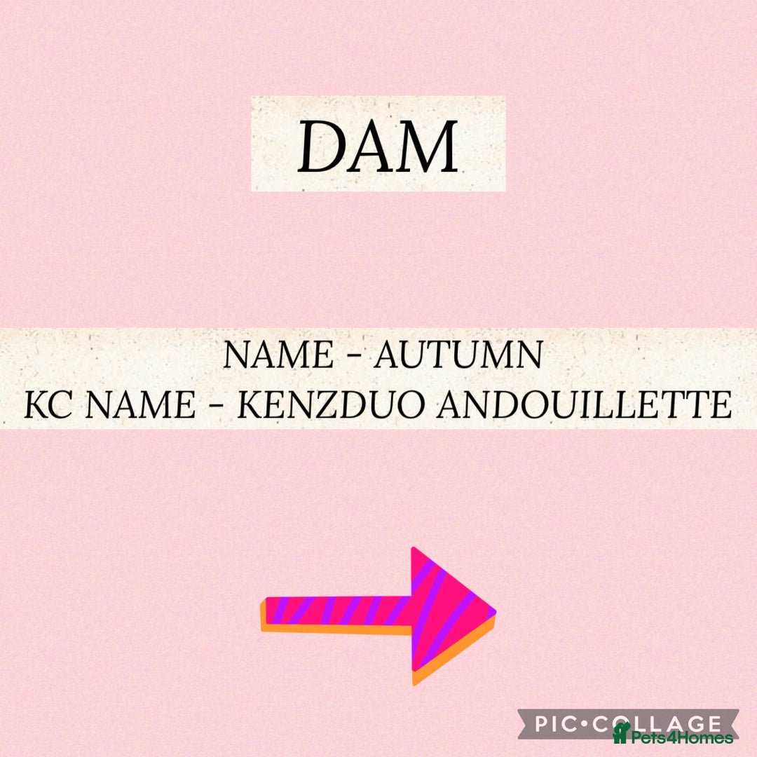 Golden Retriever dogs for sale: Perfect Golden Retriever Puppies - Advert 3