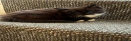 Mixed Breed cats for sale: Kittens - Advert 5