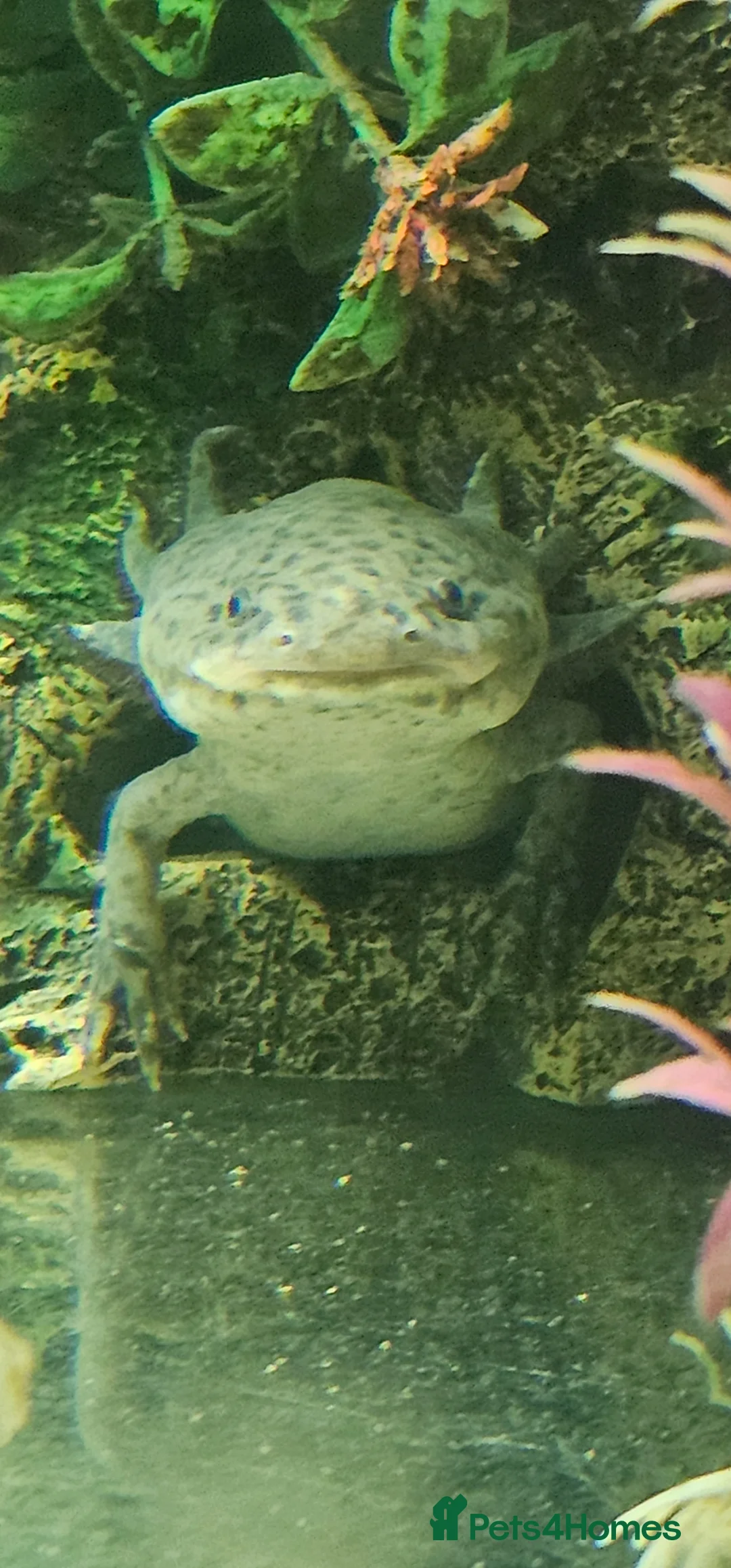 Axolotl reptiles for sale: 4 Axolotls - Advert 2