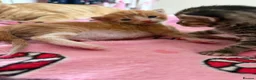 Mixed Breed cats for sale: Beautiful kittens  - Advert 11