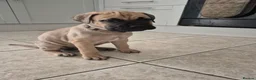 Bullmastiff dogs for sale: Bullmastif mastiff female puppies  - Advert 4