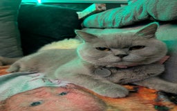 British Shorthair cats for sale: British shorthair cat - Image 12