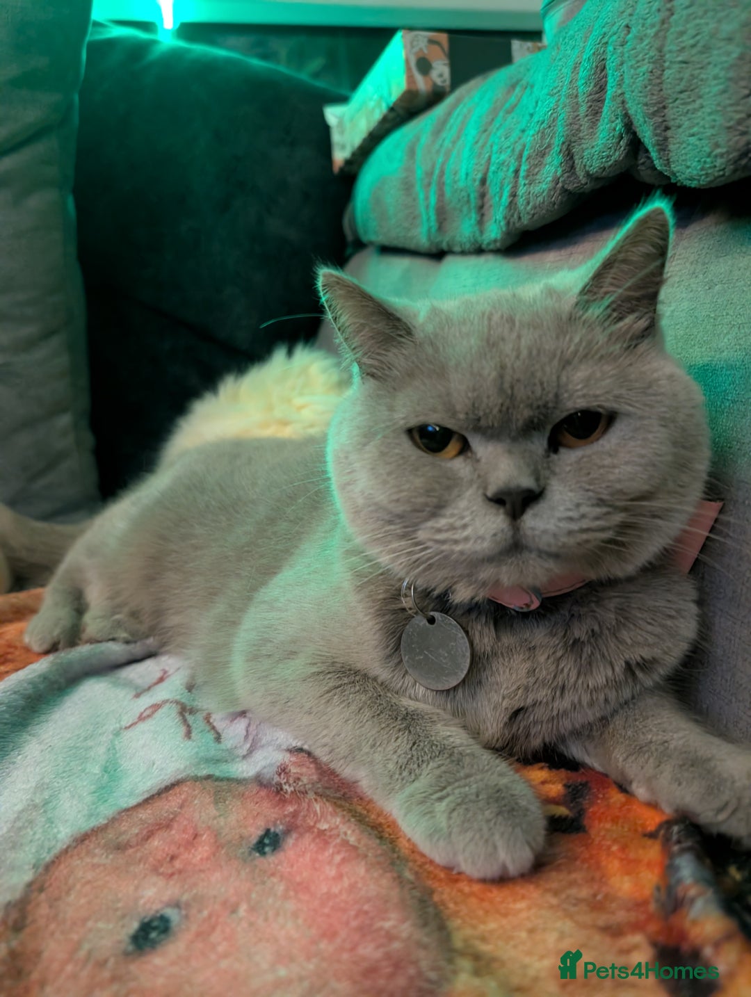 British Shorthair cats for sale: British shorthair cat - Image 12