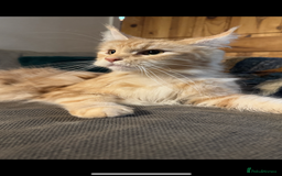Maine Coon cats for sale: Beautiful female Maine Coone - Image 10