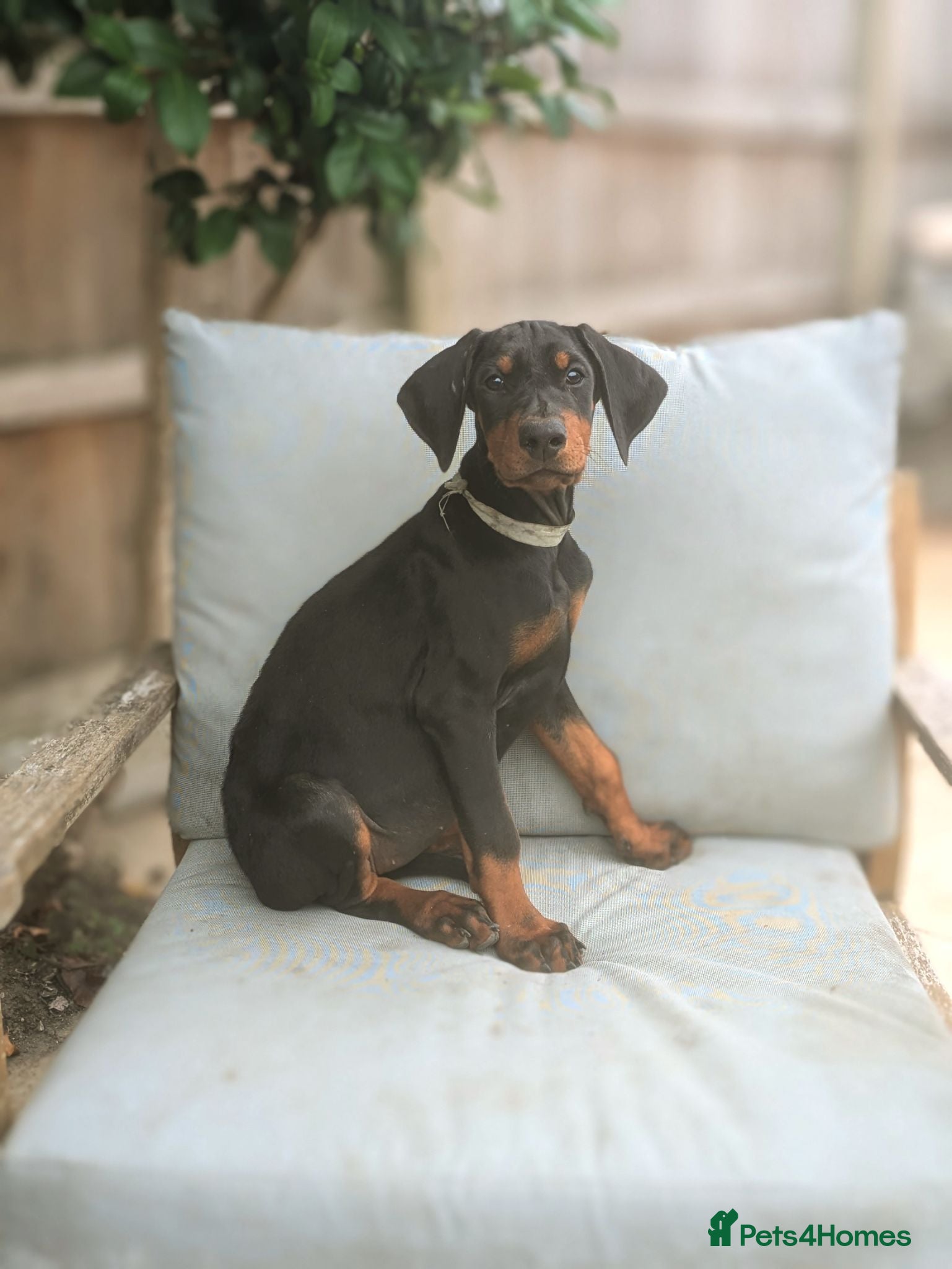 Dobermann dogs Ready now KC reg Beautiful doberman pups, 4 girls  - Advert 7