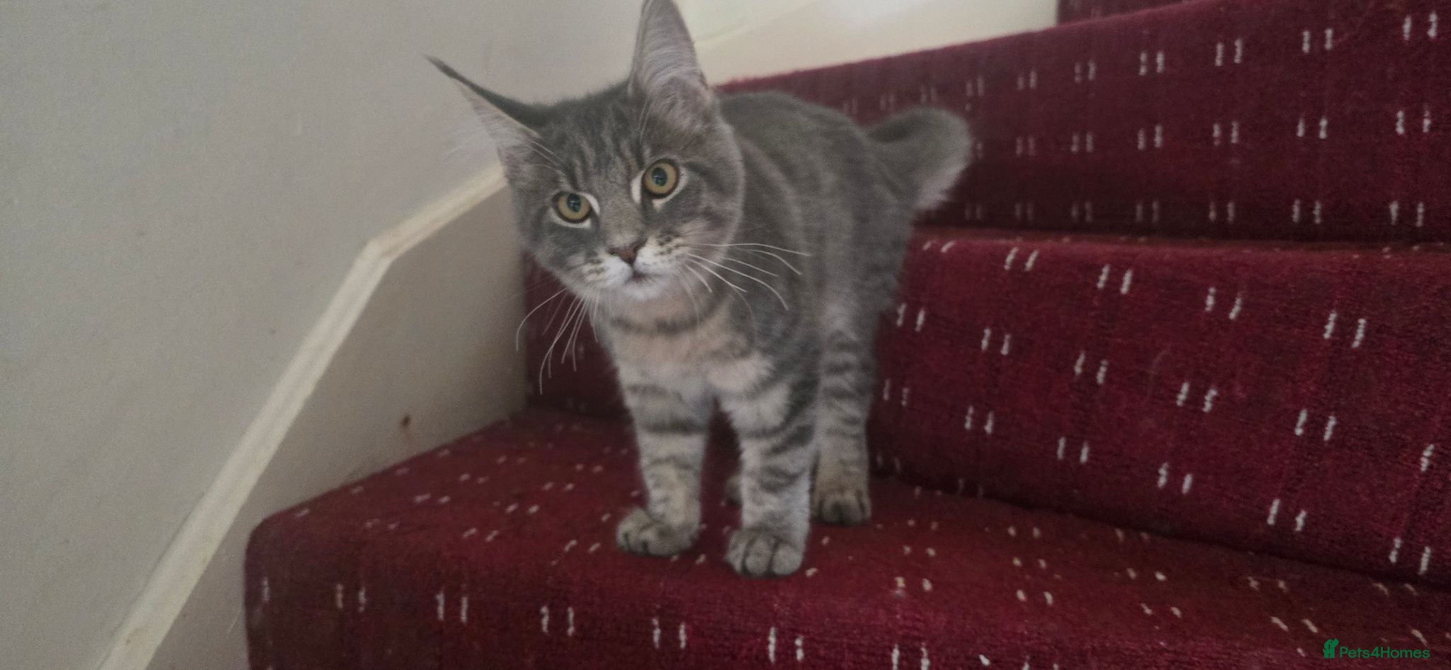 Maine Coon cats Maine Coon Kitten ready - Advert 6
