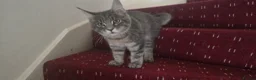 Maine Coon cats for sale: Maine Coon Kitten ready - Advert 1