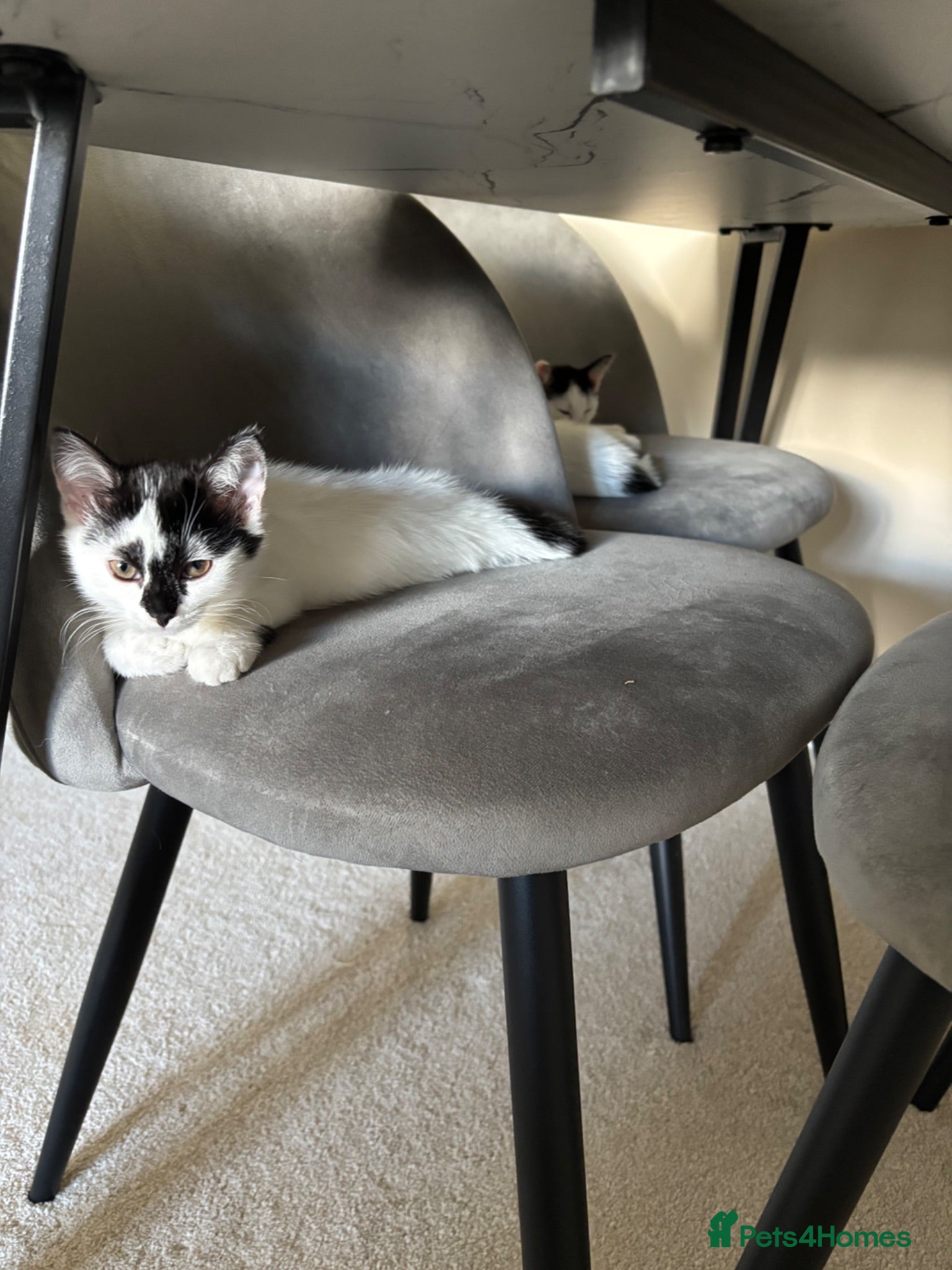 Mixed Breed cats 2 Kittens + equipment  £150 all in - Advert 17
