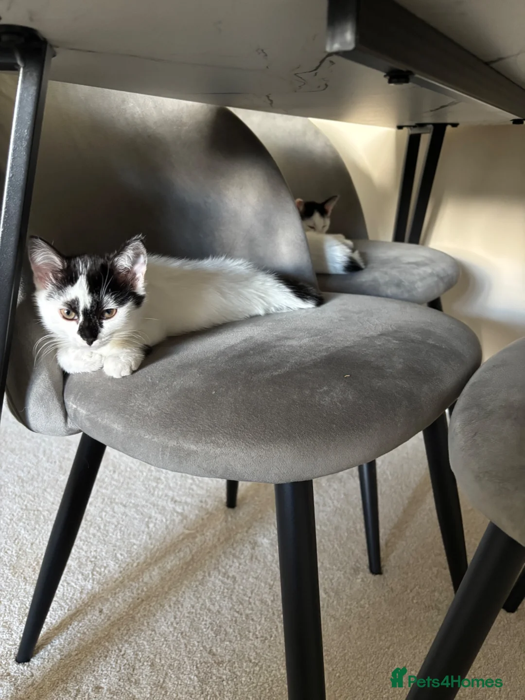 Mixed Breed cats for sale: 2 Kittens + equipment  £150 all in in Lichfield - Advert 1