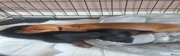 Dachshund dogs for sale: 2 gorgeous dachshund pups for sale - Advert 13