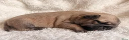 Pug dogs for sale: 🐾 Stunning Pug puppies 🐾 in Wigan - Advert 37