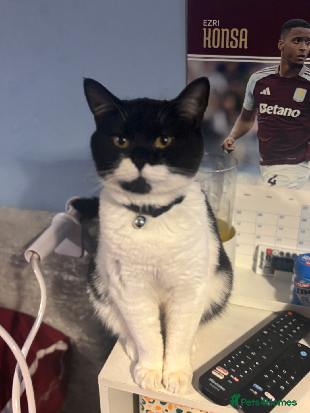 Mixed Breed cats for sale: Half British Short Haired Kittens - Image 5