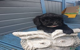 Cockapoo dogs for sale: cockapoo f1 puppies - Image 5