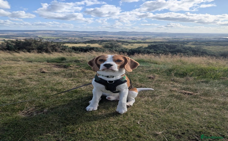 Beagle dogs - Advert 1