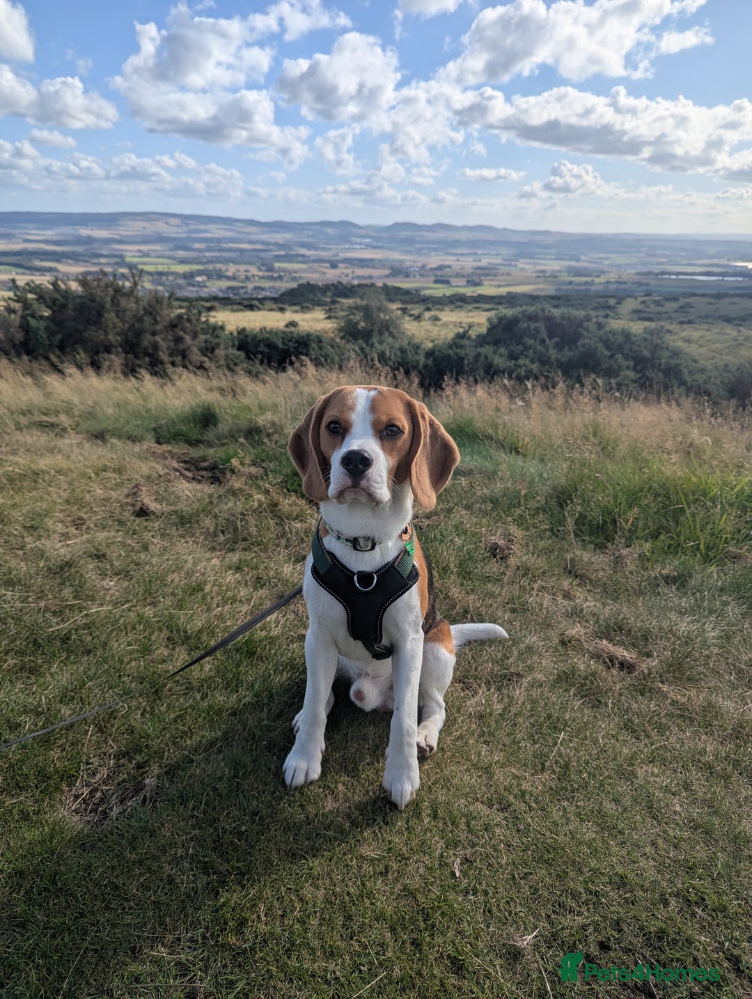 Beagle dogs for stud: KC Registered Beagle for stud - Image 1