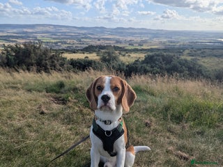 Beagle dogs - Advert 3