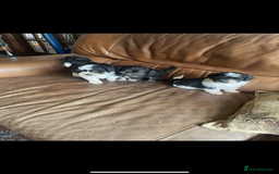 Lhasa Apso dogs for sale: Pedigree Lhasa Apso puppies  - Image 8