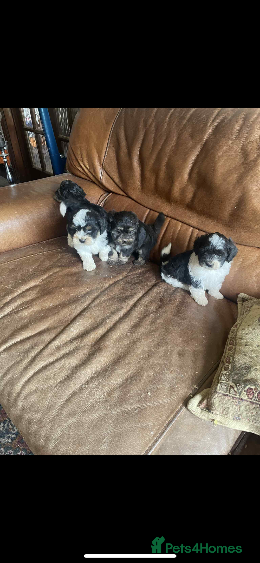 Lhasa Apso dogs for sale: Pedigree Lhasa Apso puppies  - Image 8