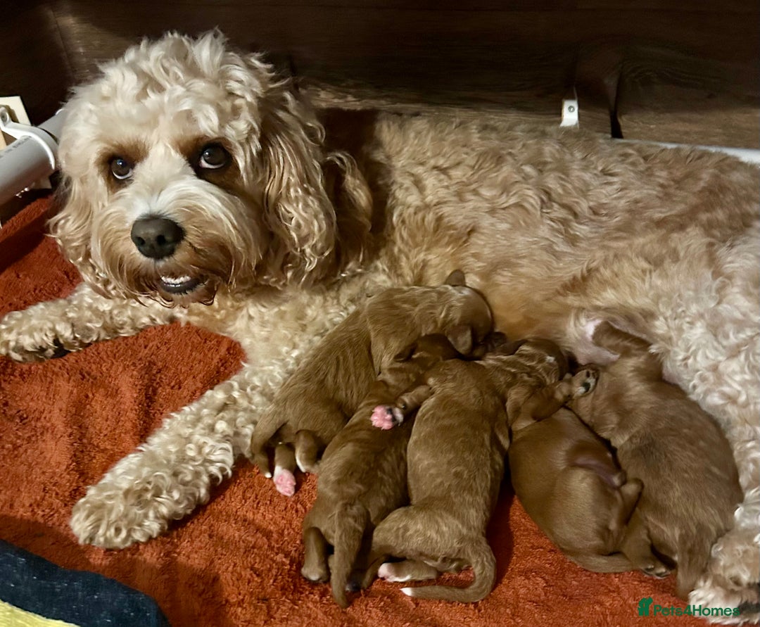 Cavapoo dogs for sale: Quality F1b Cavapoo Puppies. Raised in family home - Advert 1