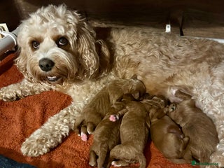 Cavapoo dogs Quality F1b Cavapoo Puppies. Raised in family home - Advert 1