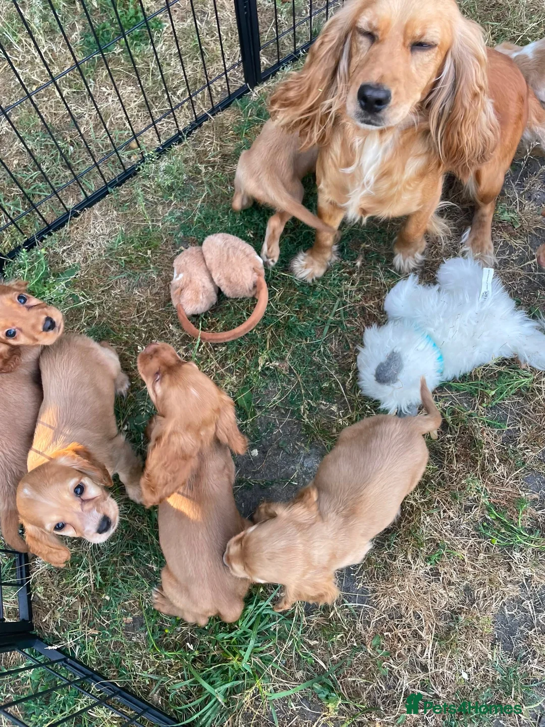 Cocker Spaniel dogs for sale: Cocker spaniel puppies - Advert 2
